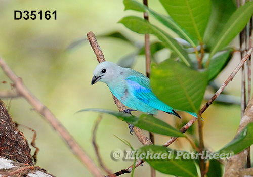 Blue-gray Tanager (Thraupis episcopus nesophilia)